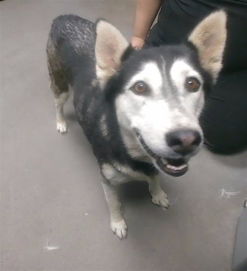MIDNIGHT - Siberian Husky available for adoption