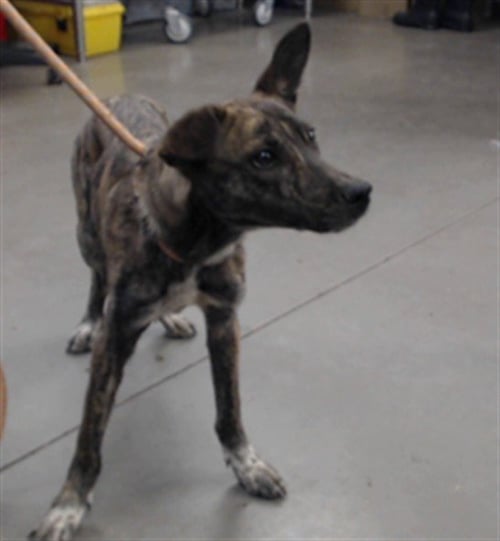 CAPPUPCCINO - German Shepherd Dog available for adoption