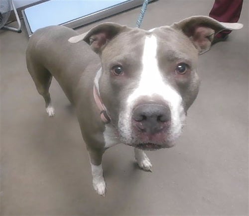 GRACIE - American Pit Bull Terrier available for adoption