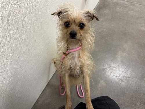 PEAR - Chihuahua available for adoption