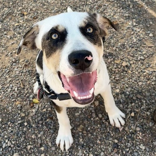 PANDA - Catahoula Leopard Dog / American Pit Bull Terrier available for adoption