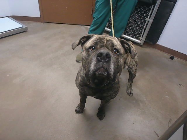 DUFF - Mastiff available for adoption