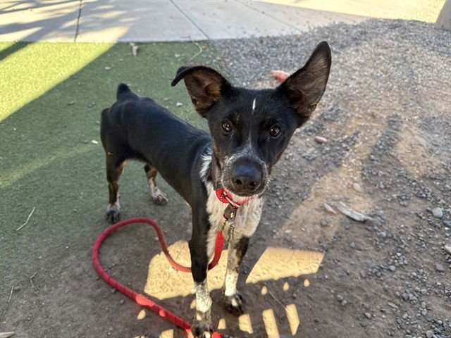 SOPRANO - Border Collie available for adoption