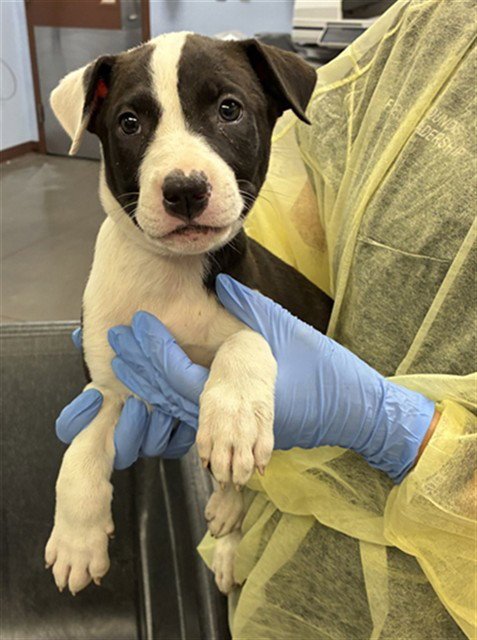 BISCUIT - American Pit Bull Terrier available for adoption