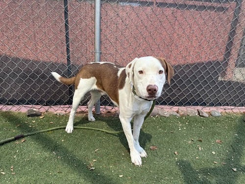 SQUEEGEE - American Pit Bull Terrier available for adoption