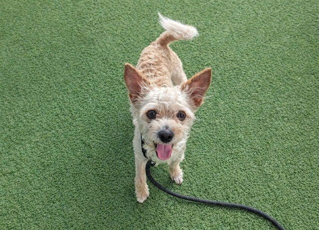 RELISH - Cairn Terrier available for adoption