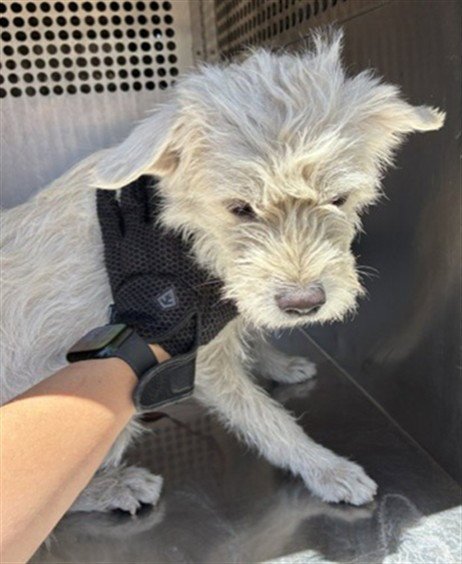 BRENDA - West Highland White Terrier Westie available for adoption