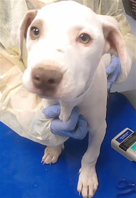 PLANKTON - American Pit Bull Terrier available for adoption