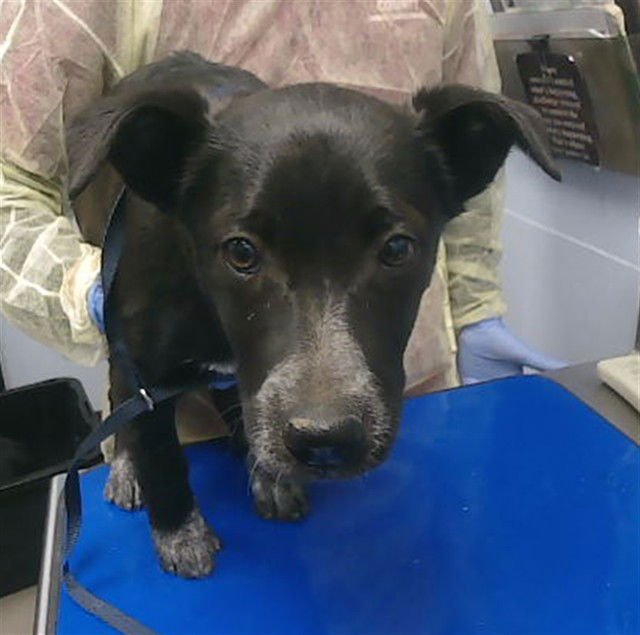 PEACH - Labrador Retriever available for adoption