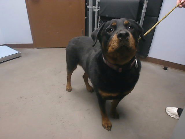 SAGE - Rottweiler available for adoption
