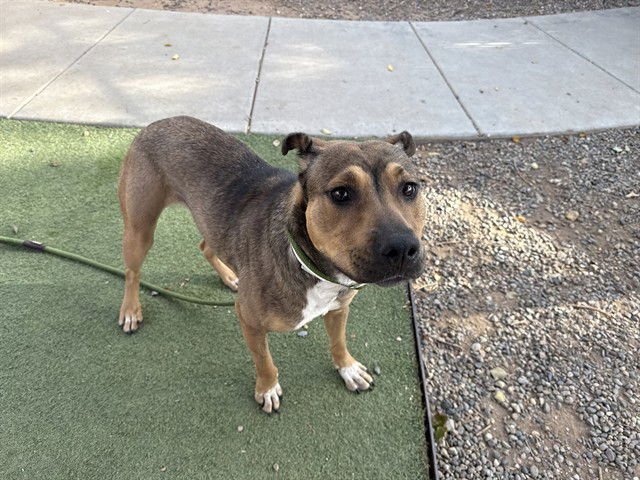 WAFFLE - American Pit Bull Terrier / Chinese Shar-Pei available for adoption