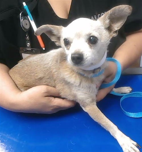 TRIXE - Chihuahua available for adoption