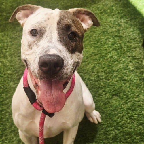 BRICK - American Pit Bull Terrier available for adoption