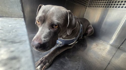 STEEL - American Pit Bull Terrier available for adoption