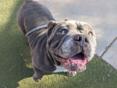 BROCCOLI - Staffordshire Bull Terrier available for adoption