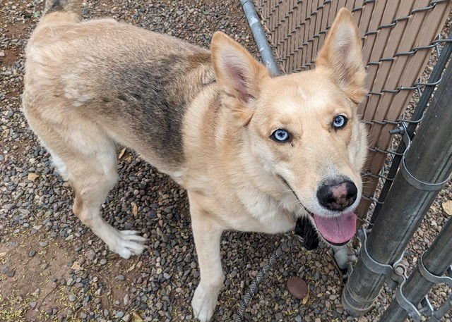 PUMPKIN - German Shepherd Dog / Siberian Husky available for adoption