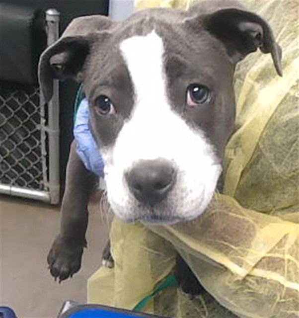 YAMS - American Pit Bull Terrier available for adoption