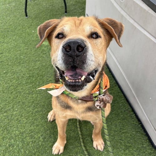 KRAMER - German Shepherd Dog / Chinese Shar-Pei available for adoption