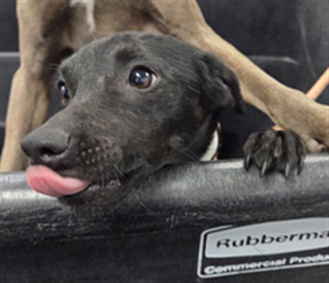 TAQUITO - Chihuahua available for adoption