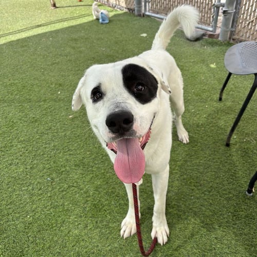 REMBRANDT - Great Pyrenees available for adoption
