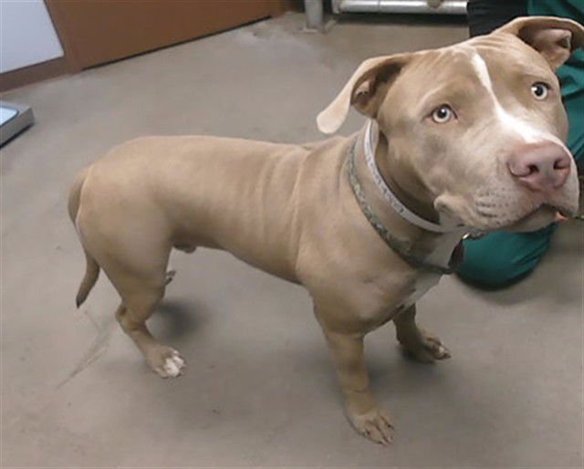 IDAHO - American Pit Bull Terrier available for adoption