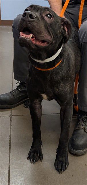 PLUM - Boxer available for adoption