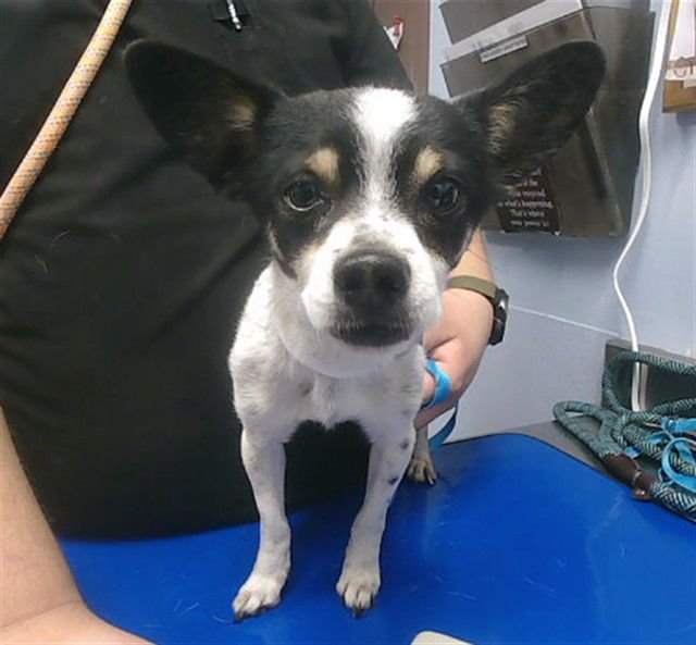 LIME - Chihuahua available for adoption