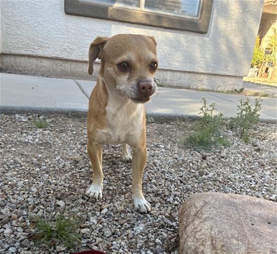 SPARKY - Chihuahua available for adoption