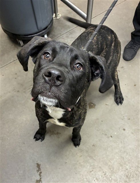 BOB - Great Dane available for adoption