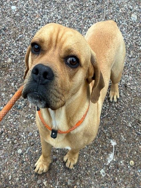 BAGEL - Beagle available for adoption