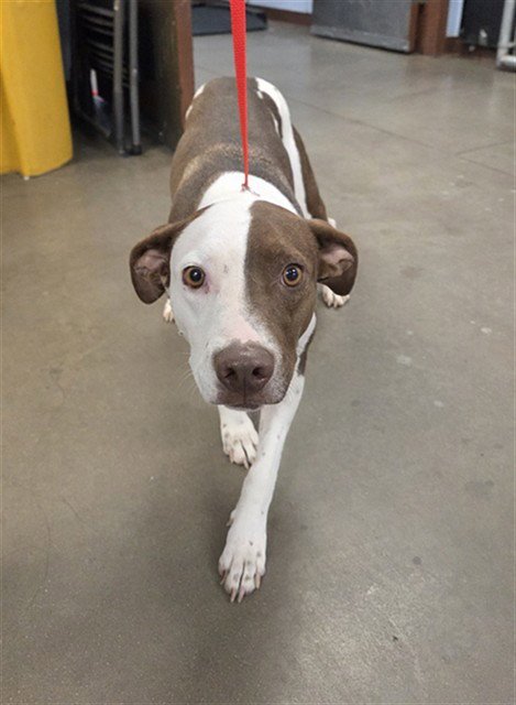 GRACIE - Australian Cattle Dog/Blue Heeler available for adoption