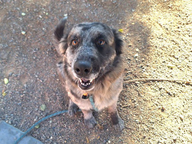 STEVIE - Australian Shepherd / Border Collie available for adoption