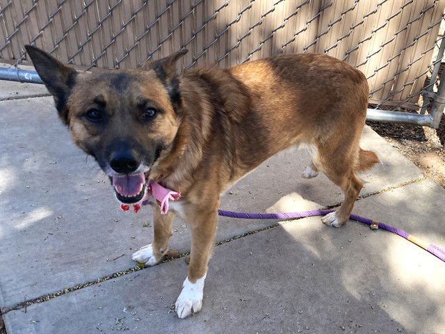 BOOTS - German Shepherd Dog / Australian Shepherd available for adoption
