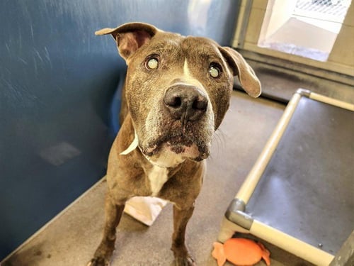 CHESTER - American Pit Bull Terrier available for adoption