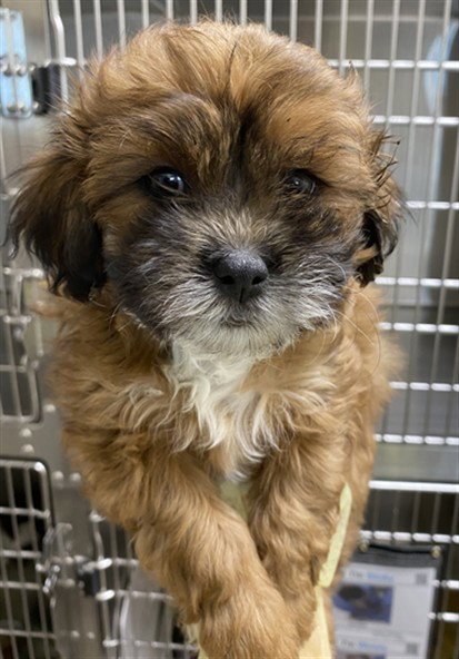 SLINKY - Shih Tzu available for adoption