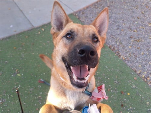 KIKI - German Shepherd Dog available for adoption