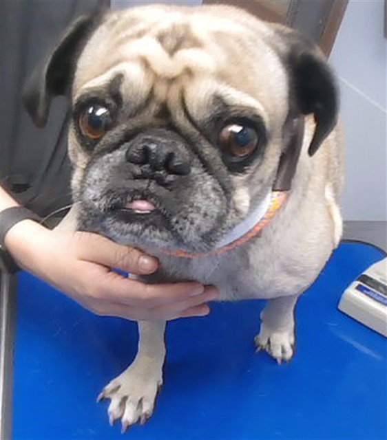 SIR PUGGY Image