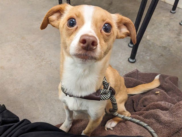 PIGLET - Chihuahua available for adoption