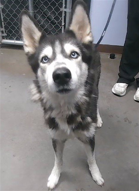 PUPSICLE - Husky available for adoption