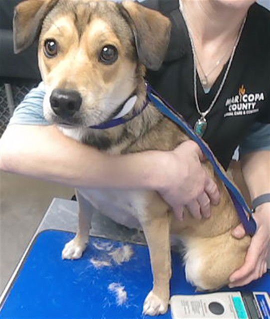 ROSA - German Shepherd Dog / Beagle available for adoption