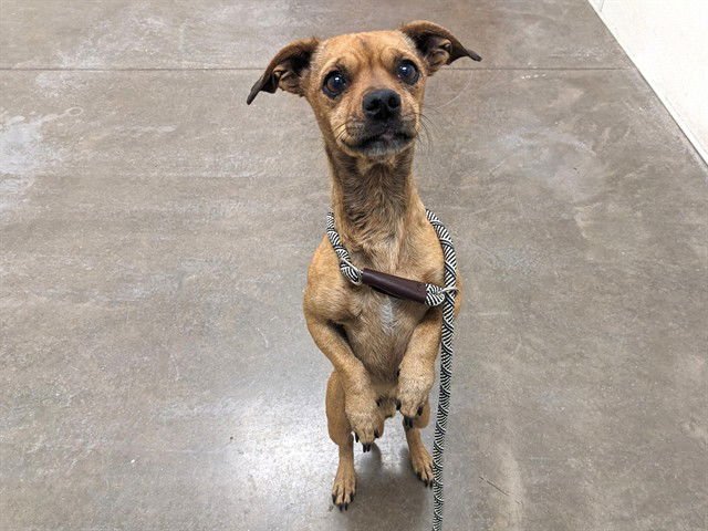 PICKLES - Chihuahua available for adoption