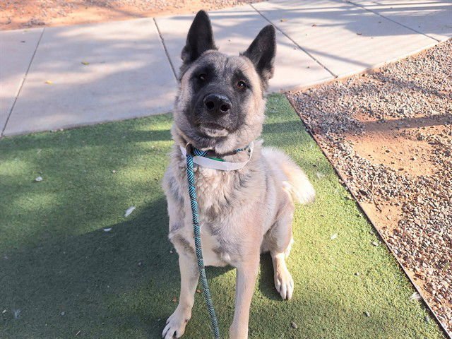 JEWEL - Akita available for adoption