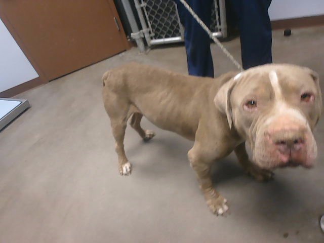 PONGO - American Pit Bull Terrier available for adoption