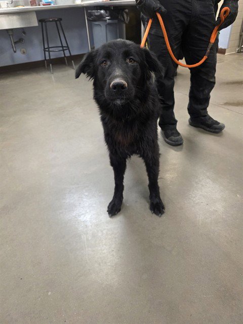 MAGIC - Labrador Retriever available for adoption