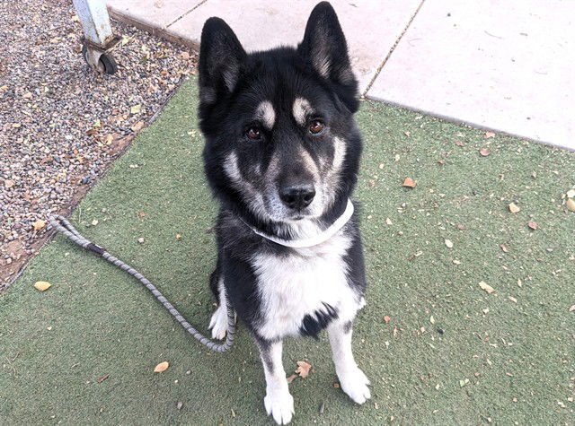 JAX - Husky available for adoption