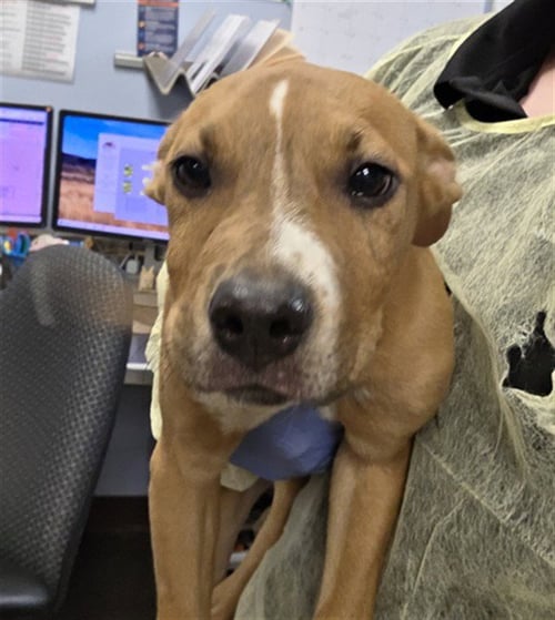 BLUE - American Pit Bull Terrier available for adoption