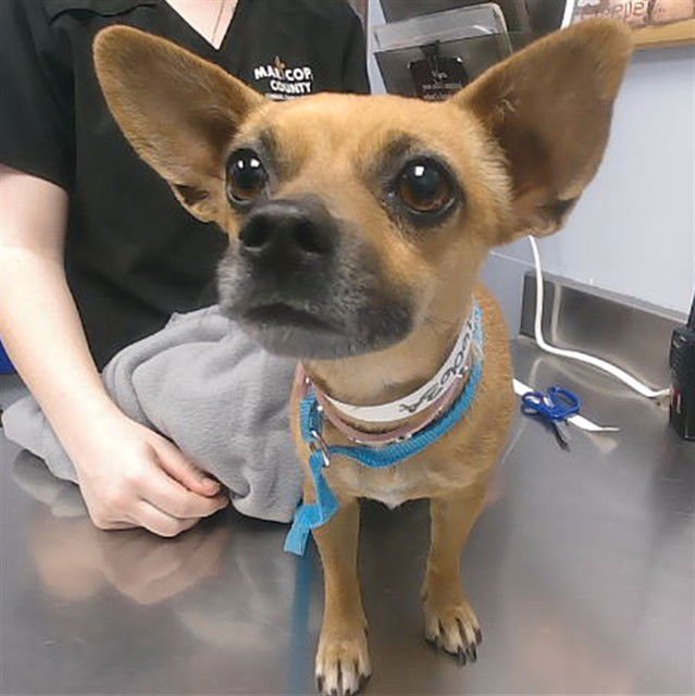 TULIP - Chihuahua available for adoption