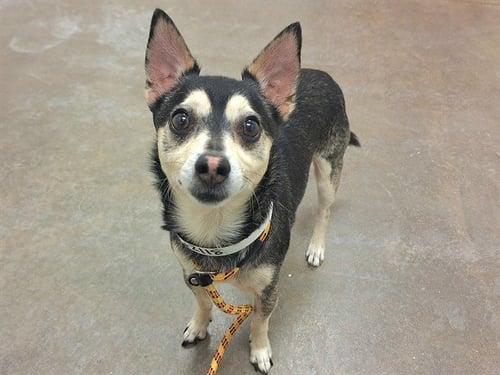 CHIP - Chihuahua available for adoption