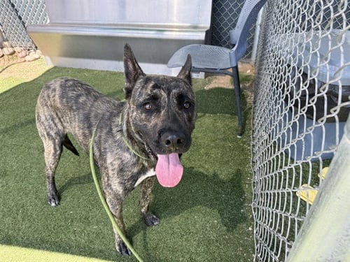 REGGIE - American Pit Bull Terrier / Husky available for adoption