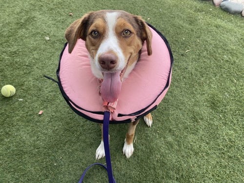 MANGO LASSI - Harrier / Labrador Retriever available for adoption